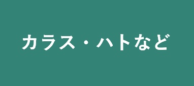 カラス・ハトなど