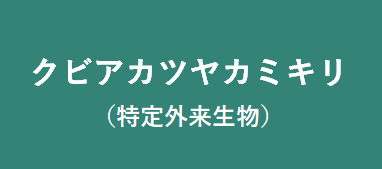 クビアカツヤカミキリ