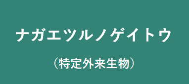 ナガエツルノゲイトウ