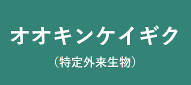 オオキンケイギク