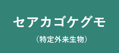 セアカゴケグモ