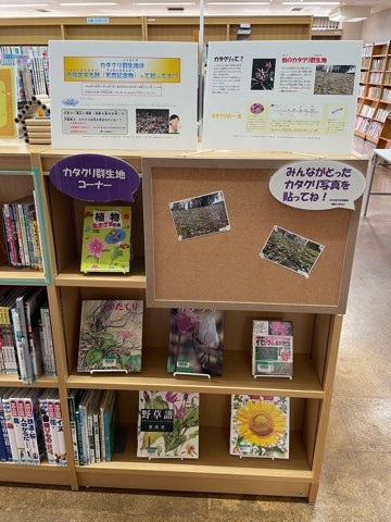 藤心
