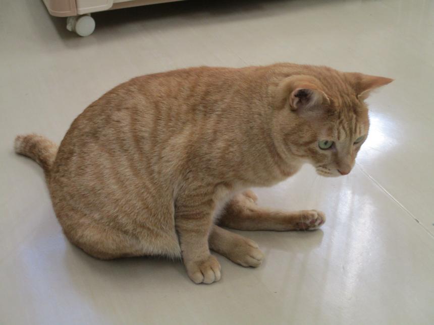 tiga